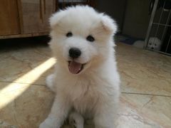 -大藏村拉面(保利首开·熙悦春天店)