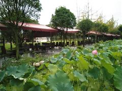 -洪湖家庭农场·团建·露营·会议
