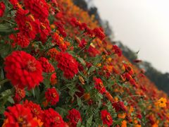 -映月湖中央公园