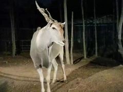-清迈夜间动物园