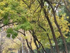 -三里屯东五街银杏大道