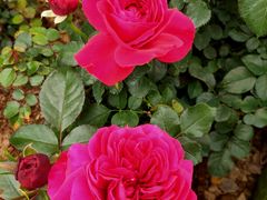 -人民公园(罗湖区)