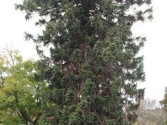 -墨尔本皇家植物园