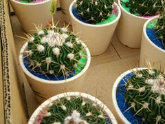 -龙大花卉苗木市场