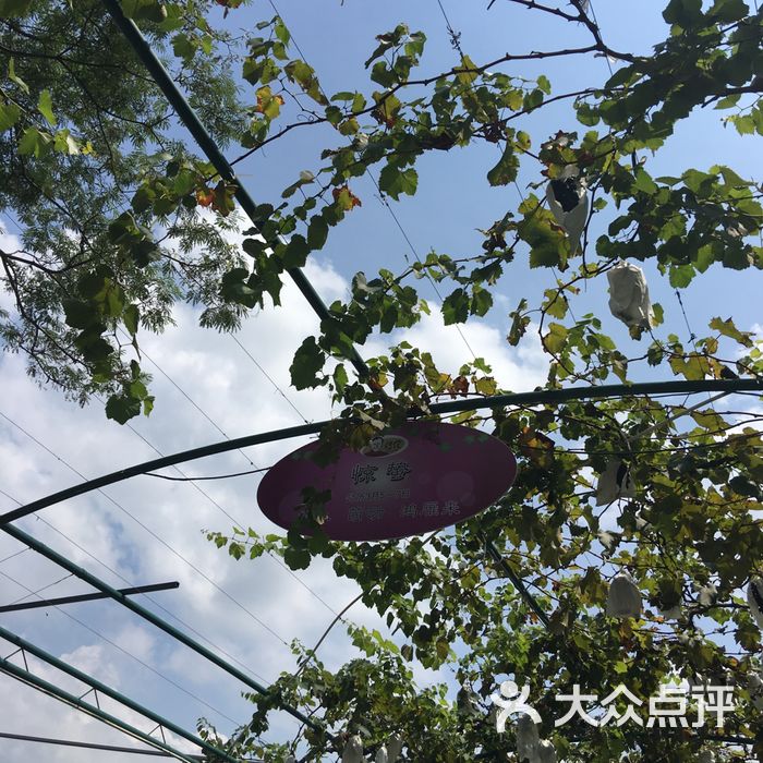 马陆葡萄图片-北京采摘/农家乐-大众点评网