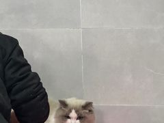 -翊宠yipet猫狗购宠庄园犬舍•猫舍