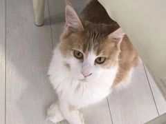 -喵的天空名猫咖啡馆·撸猫·猫舍·用品