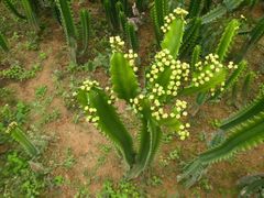 -松山湖梦幻百花洲