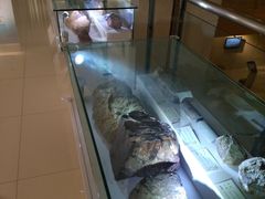 -甘肃地质博物馆