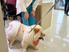 -艾贝尔宠物医院·24H转诊中心·肿瘤猫专科(江宁双龙店)