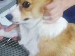 -A猫a狗全科·犬猫异宠·芥西宠物医院(南开总院)