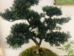 -晋江五店市传统文化旅游区
