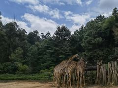 -云南野生动物园