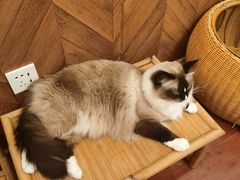 -MOCHA明星猫咖(田子坊店)