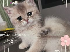 -十年猫舍·猫咪专门店(普陀店)