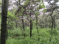 -长白岛森林公园