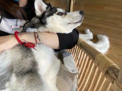 -Husky Go! 哈士奇体验馆·宠物咖啡厅狗咖