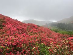 -大围山国家森林公园