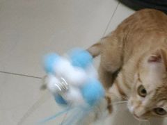 -爱诺耐芙动物医院(万博店)