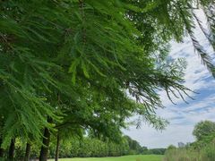 -西山漾湿地公园