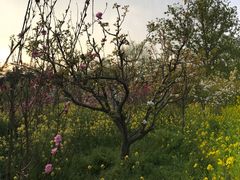 -南汇桃花村