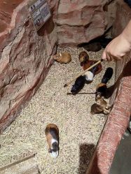 -Zoolung Zoolung动物主题公园(海信广场店)