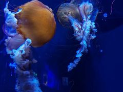 -成都浩海立方海洋公园