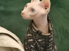 -团子家猫咪猫咖馆·柯基·柯尔鸭