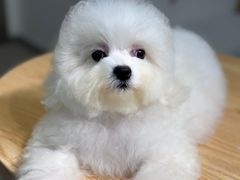 -萌宠之家·腊肠犬·马尔泰·小体犬舍