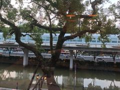 -广东胜利宾馆西关粤中餐厅