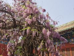 -北京国子监胡同
