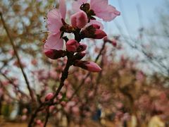 -桃花堤公园