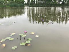 -上海长兴岛郊野公园