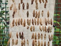 -上海大自然野生昆虫馆(东方明珠·爬宠昆虫探索中心)