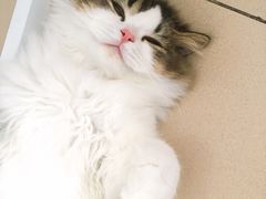 -瑞派动物医院·猫专科·至诚(江南中分院)