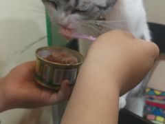-李小姐の猫咖啡馆(五角场店)