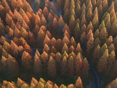 -黄海国家森林公园