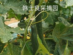 -韩士良采摘园