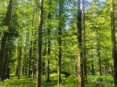 -黄海国家森林公园