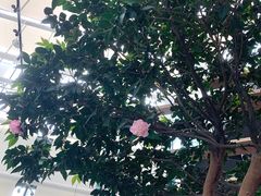-gaga(深圳福田星河COCO Park店)