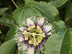 -玉龙寨旅游景区