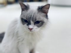 -藏猫猫咖啡主题馆(中央大道店)