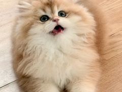 -lincat·猫舍(广州店)