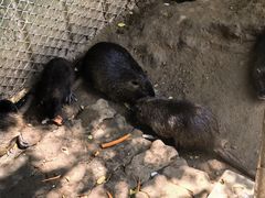 -西霞口神雕山野生动物世界