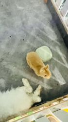 -神奇动物撸宠馆·羊驼·小浣熊·异宠(豫园店)