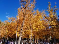 -长白岛森林公园