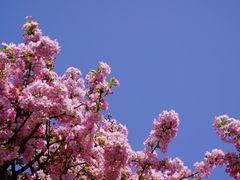 -高荡千年布依古寨旅游景区