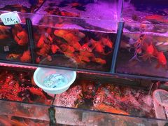 -曲阳花鸟市场(曲阳路店)