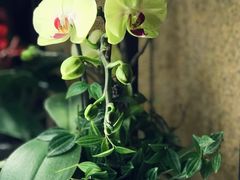 -杂咖zacup(领展中心城店)