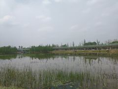 -白鹭湾湿地公园